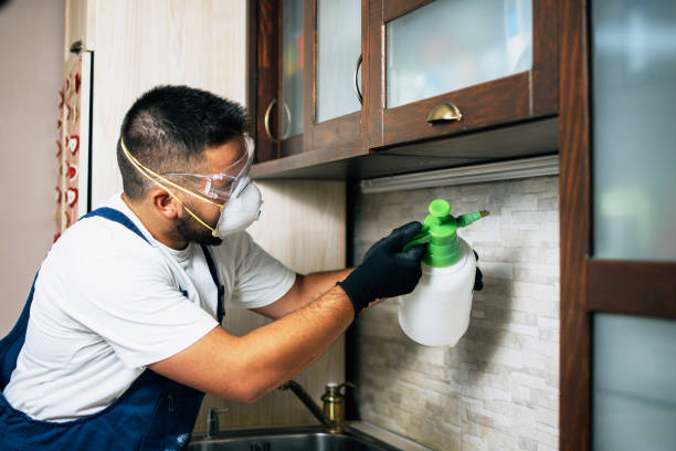 Best Pest Control Near Me in Grand Junction, CO